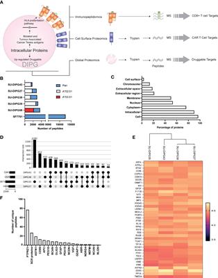 A combined immunopeptidomics, proteomics, and cell surface proteomics approach to identify immunotherapy targets for diffuse intrinsic pontine glioma